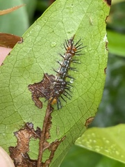 Cupha prosope