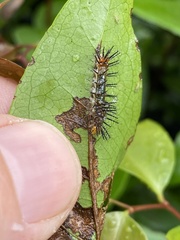Cupha prosope