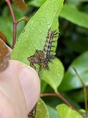 Cupha prosope