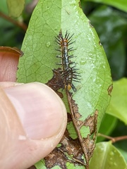 Cupha prosope