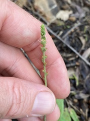 Plantago debilis