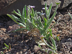 Matthiola parviflora image