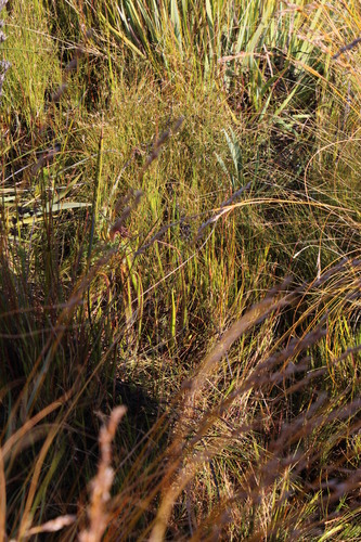 Image of Drosera regia by (c) Tony Rebelo, some rights reserved (CC BY-SA)