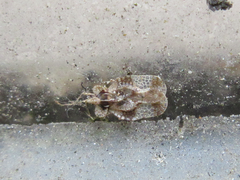 Stephanitis pyrioides