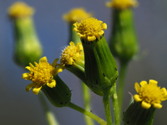 Senecio teneriffae