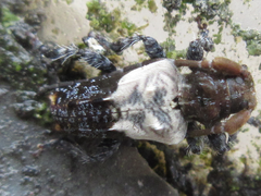 Pogonocherus dimidiatus