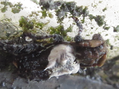 Pogonocherus dimidiatus