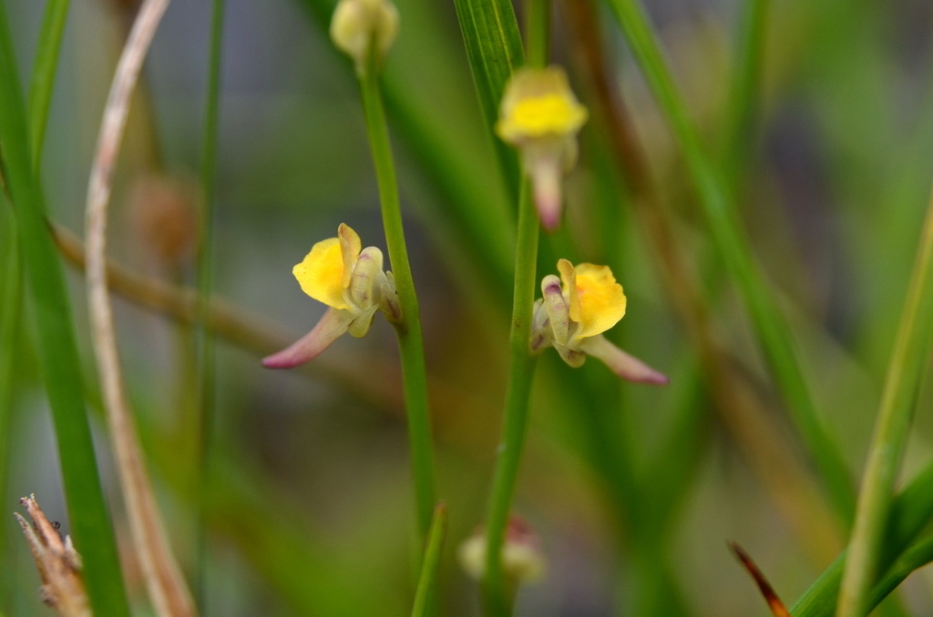 Utricularia firmula Welw. ex Oliv.