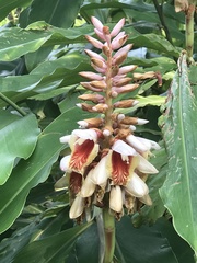 Alpinia kusshakuensis