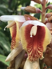 Alpinia kusshakuensis