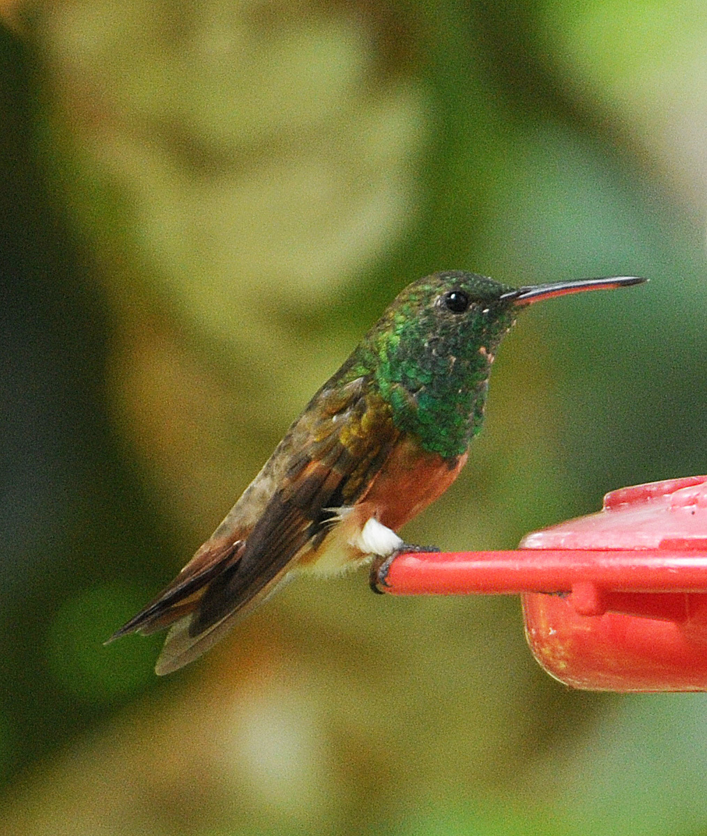 Chestnut-bellied Hummingbird (Saucerottia castaneiventris), photo 3