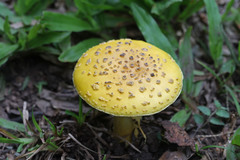 Amanita flavella