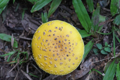 Amanita flavella