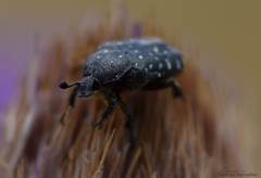 Oxythyrea