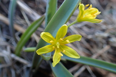 Gagea nakaiana