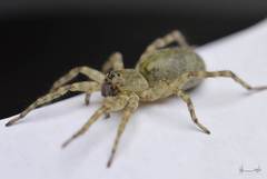 Araneae
