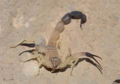 Androctonus australis