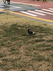 Columba livia domestica
