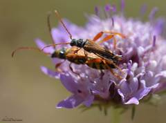 Stenopterus mauritanicus