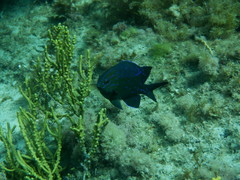 Parma occidentalis