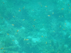 Chromis klunzingeri