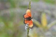 Acraea bomba
