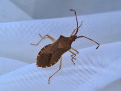 Gonocerus acuteangulatus