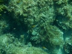 Chromis klunzingeri