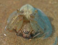 Araneae