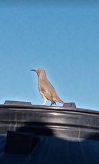 Toxostoma curvirostre