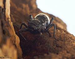 Eugaster guyoni