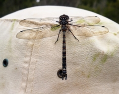Austroaeschna hardyi