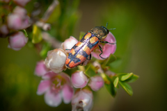 Castiarina pallidiventris