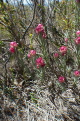 Achyranthemum paniculatum