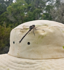 Austroaeschna hardyi