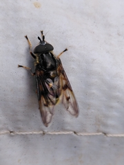 Ferdinandea fumipennis
