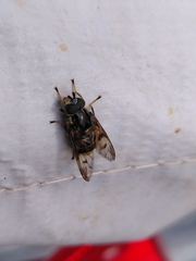 Ferdinandea fumipennis