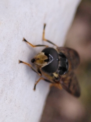 Ferdinandea fumipennis