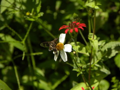 Exoprosopa pueblensis