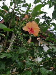 Hibiscus rosa-sinensis