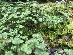 Marchantia emarginata