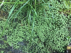 Marchantia emarginata