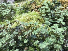 Marchantia emarginata