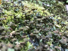 Marchantia emarginata