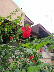 Hibiscus rosa-sinensis