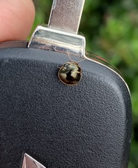 Coptosoma xanthogramma