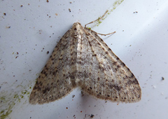 Colostygia multistrigaria