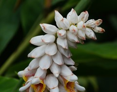 Alpinia hainanensis