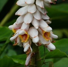 Alpinia hainanensis
