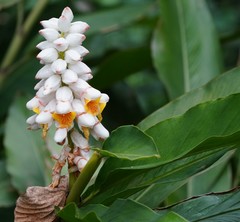 Alpinia hainanensis